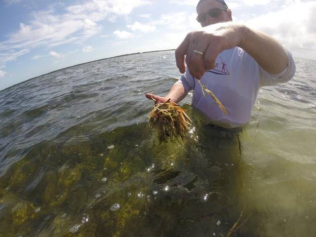 Photo of man holding up dead sea grass for a photograph